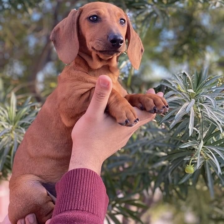 Teckel Dachshund Salchicha