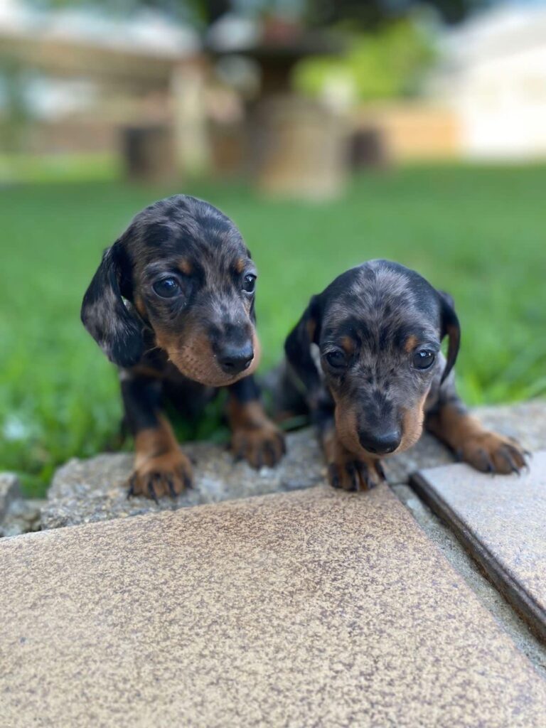 Teckel Dachshund Salchicha