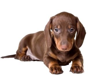 Teckel Dachshund Salchicha Cali