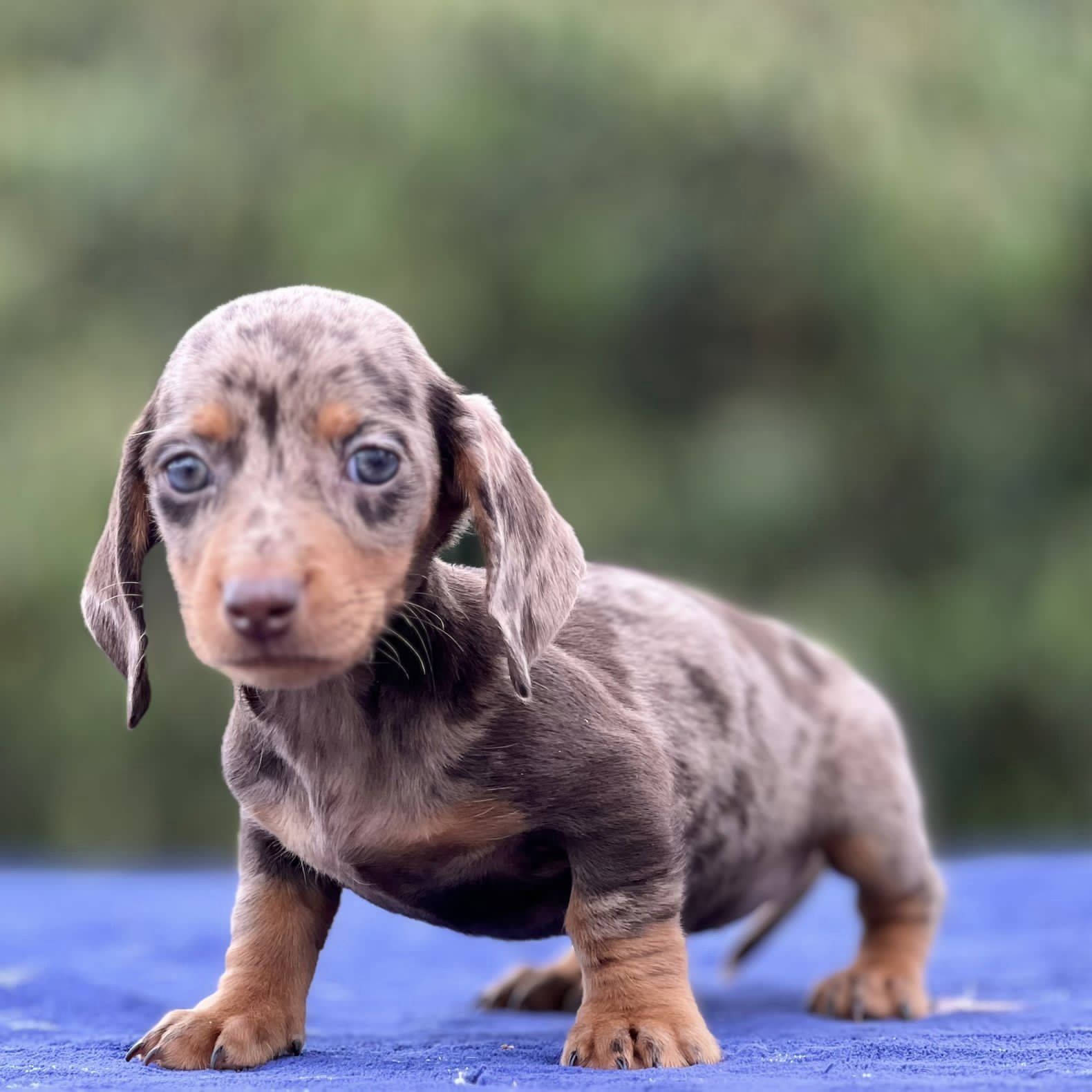 Teckel Dachshund Salchicha