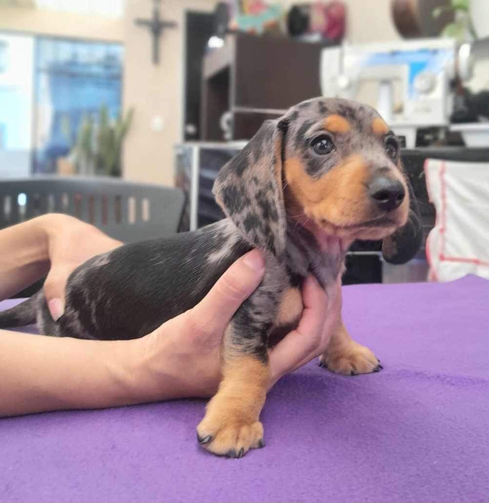 Teckel Dachshund Salchicha