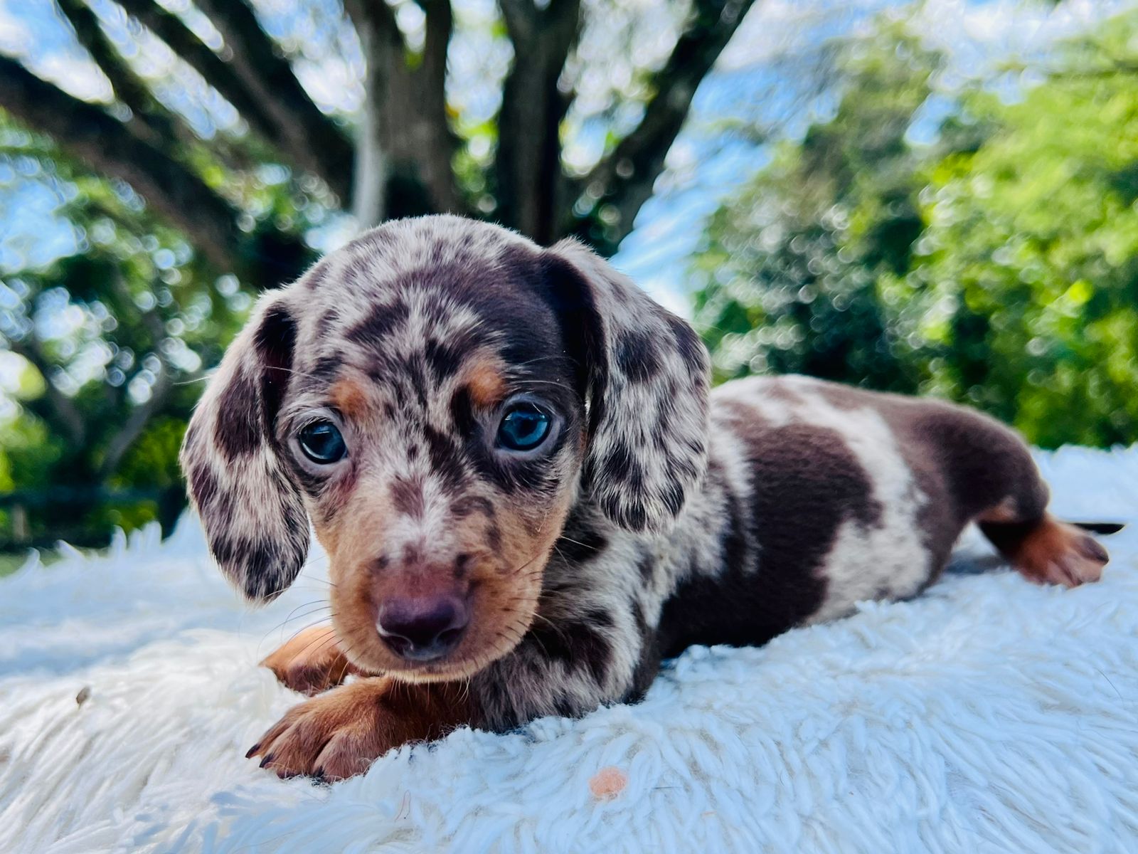 Teckel Dachshund Salchicha