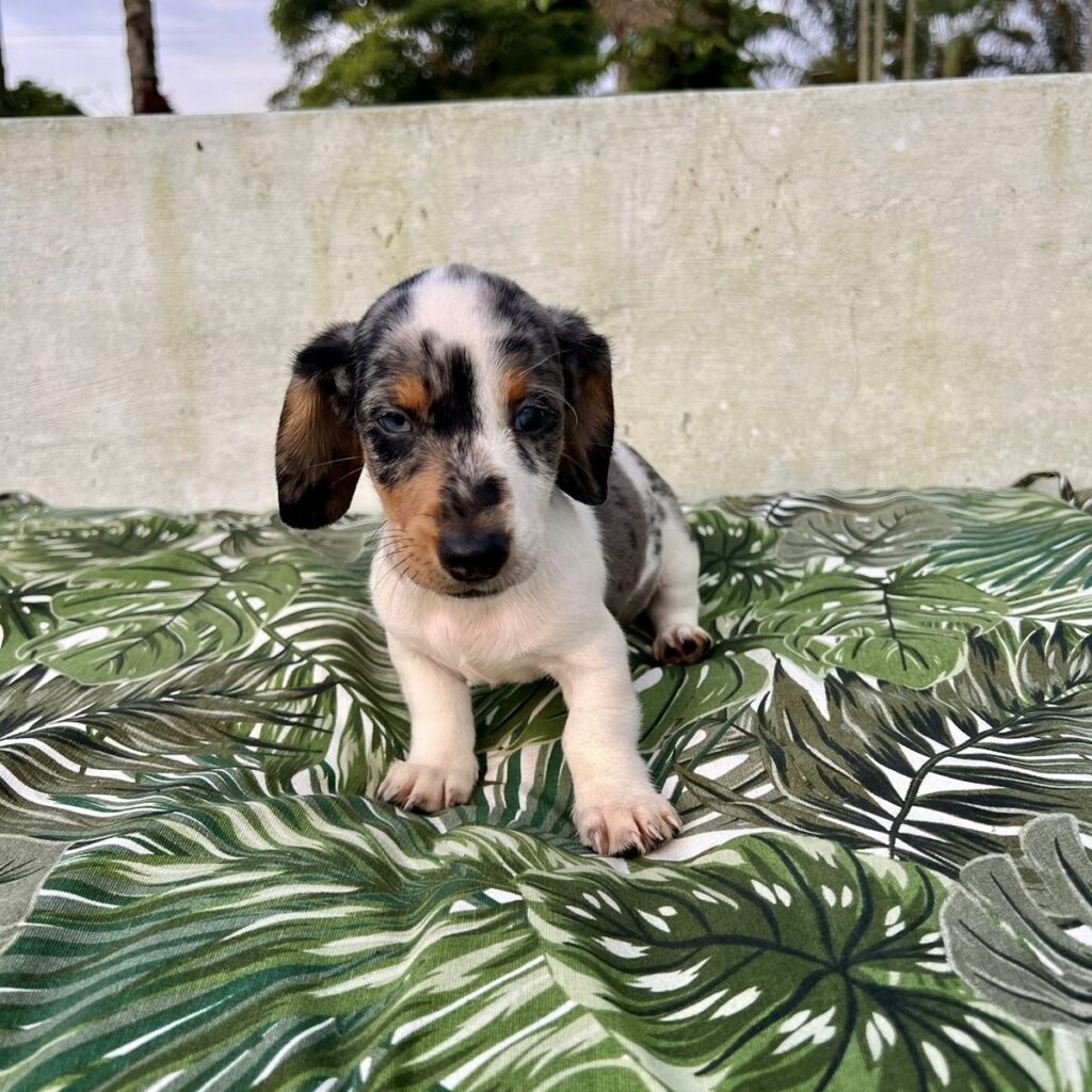 Teckel Dachshund Salchicha