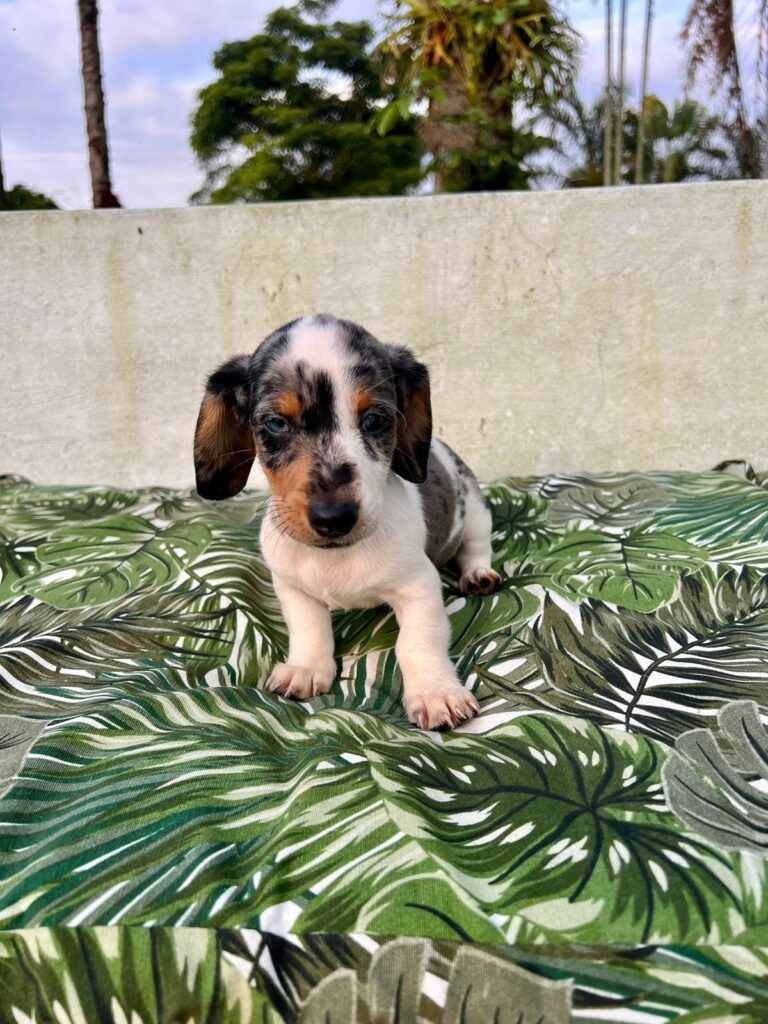 Teckel Dachshund Salchicha