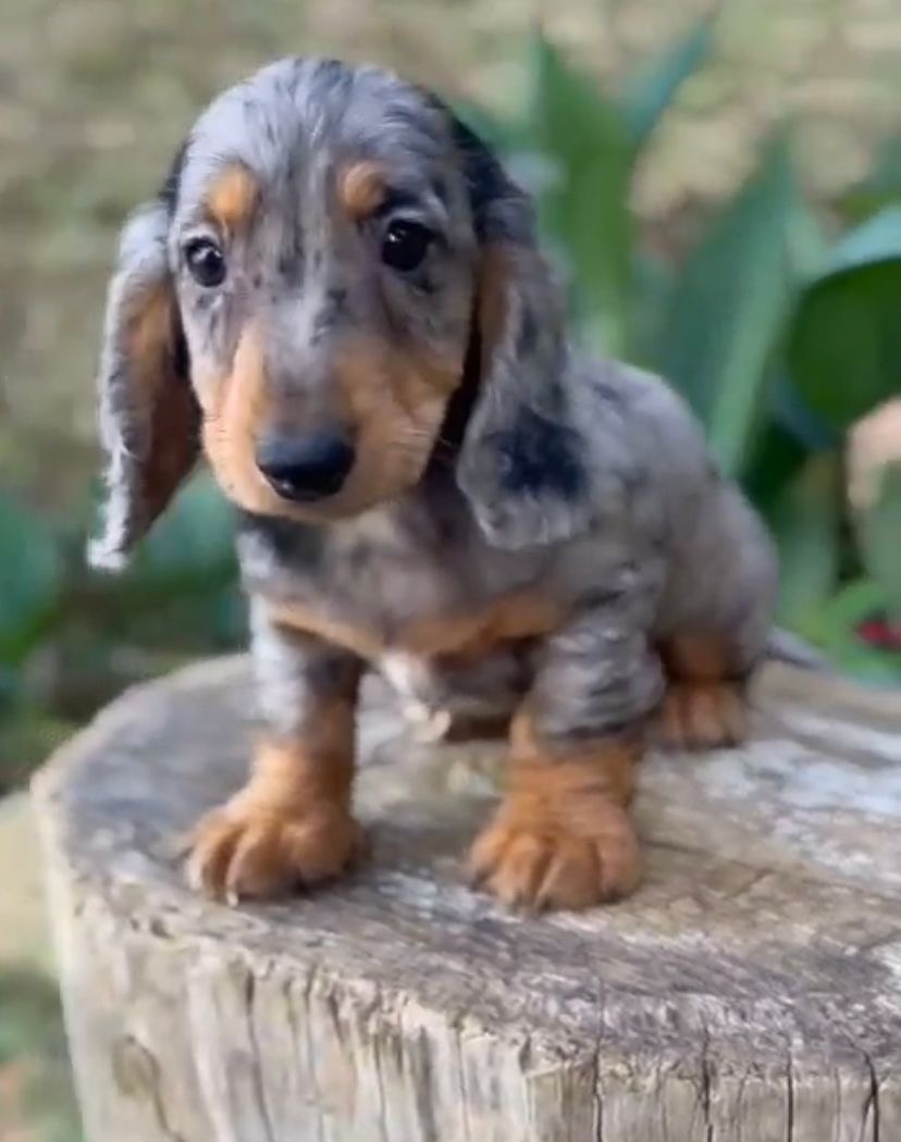 Teckel Dachshund Salchicha