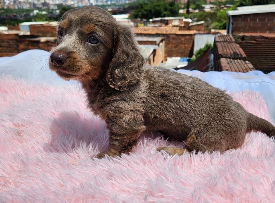 Teckel Dachshund Salchicha