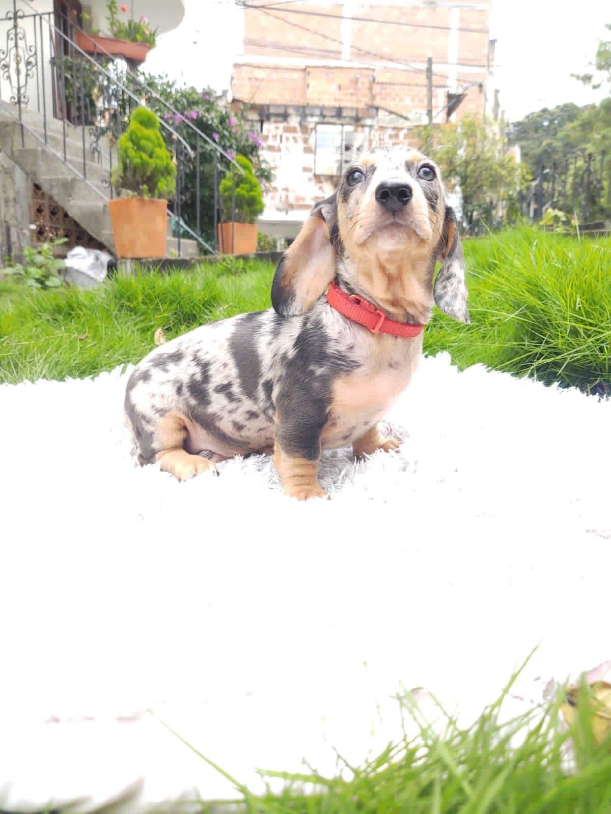 Teckel Dachshund Salchicha