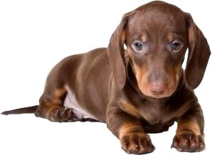 Teckel Dachshund Salchicha