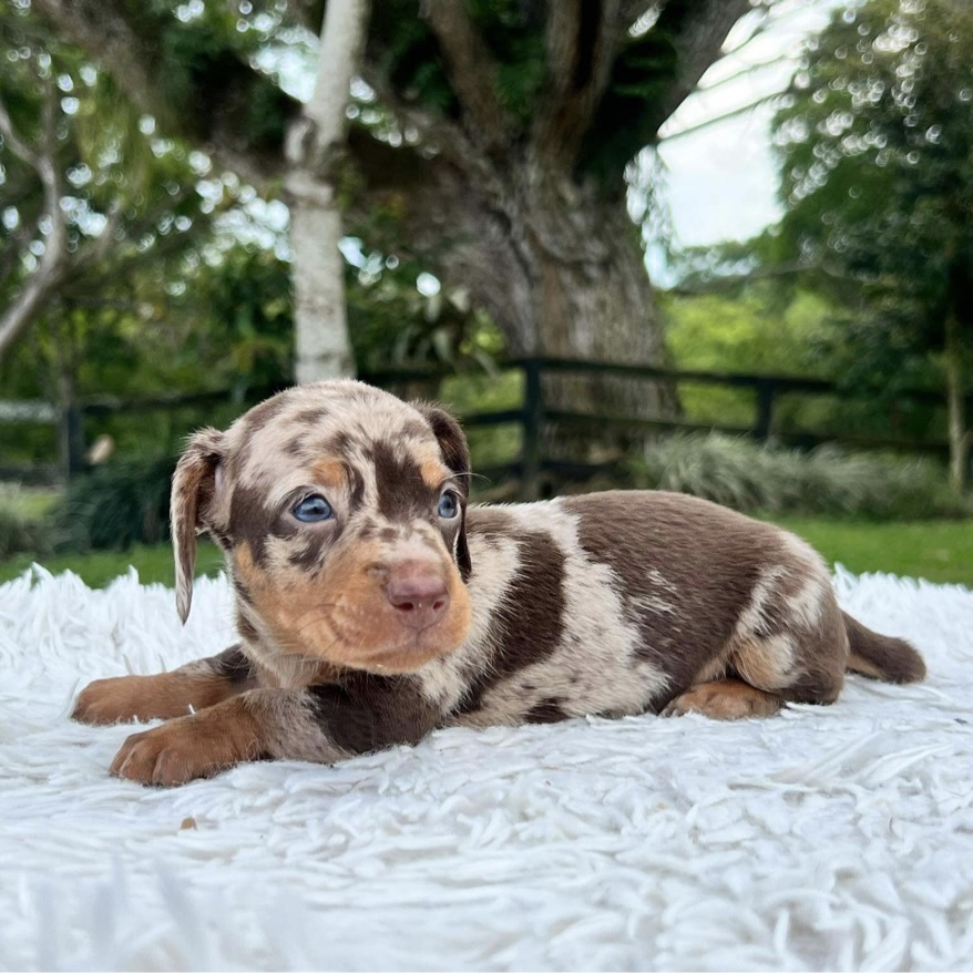 Teckel Dachshund Salchicha