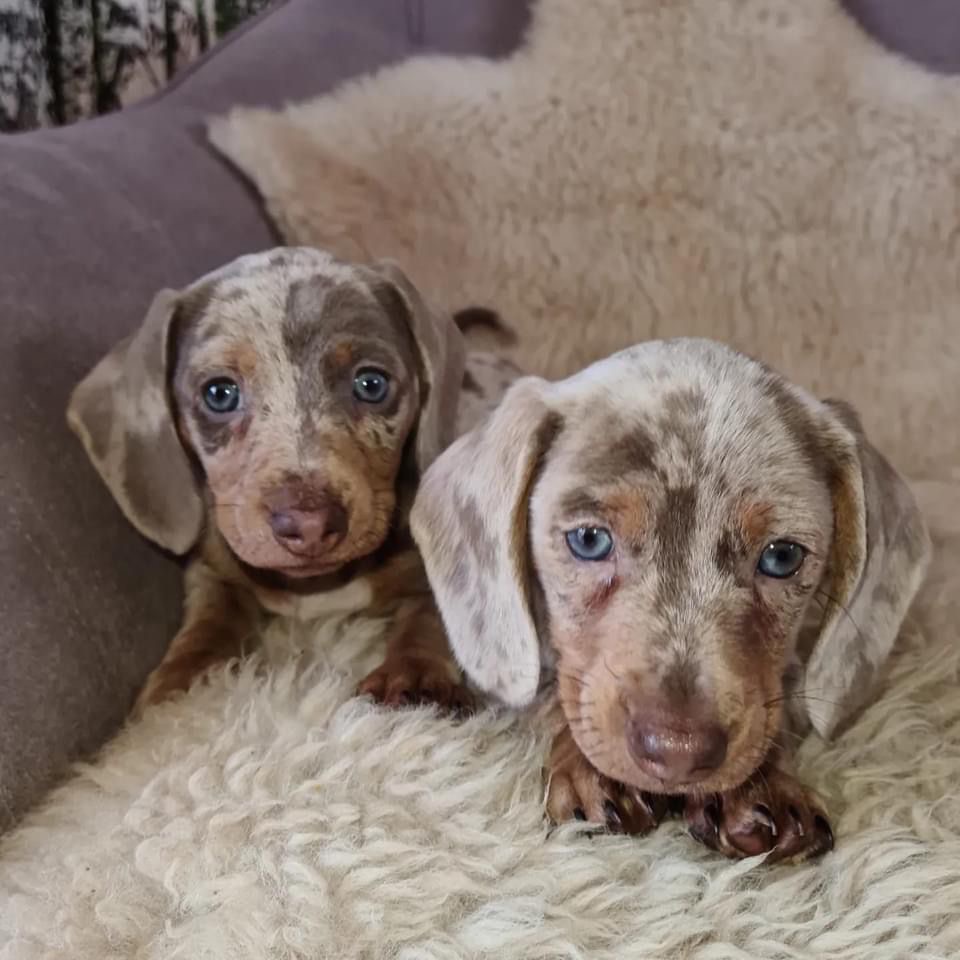 Teckel Dachshund Salchicha