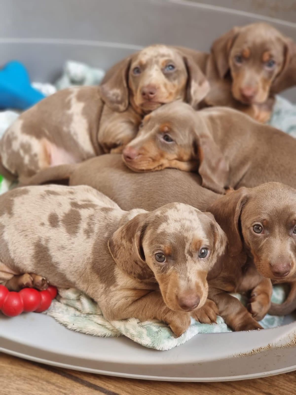 Teckel Dachshund Salchicha