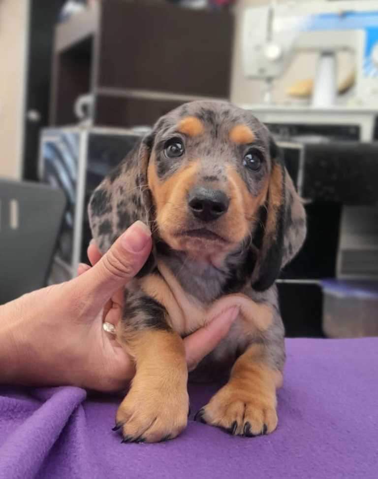 Teckel Dachshund Salchicha